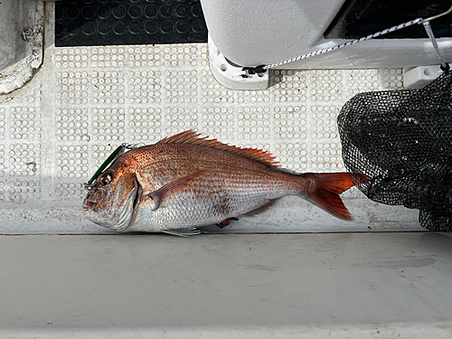 マダイの釣果