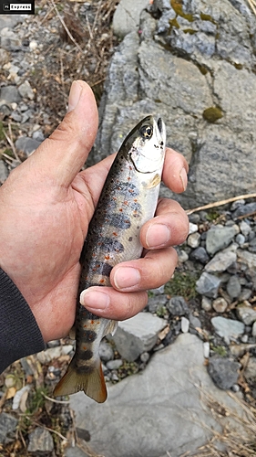 アマゴの釣果