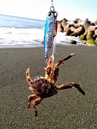 カニの釣果