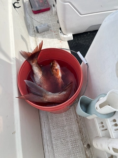 マダイの釣果