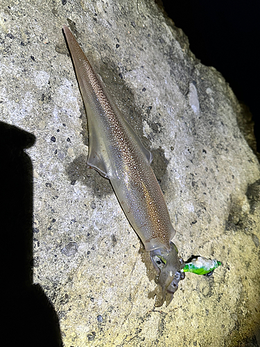 ヤリイカの釣果