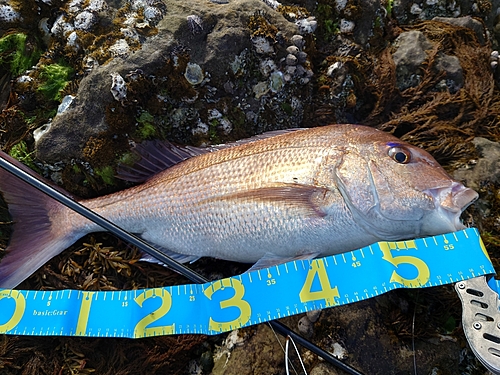 タイの釣果