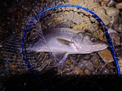 ヒラスズキの釣果