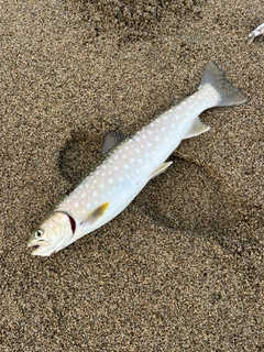 アメマスの釣果