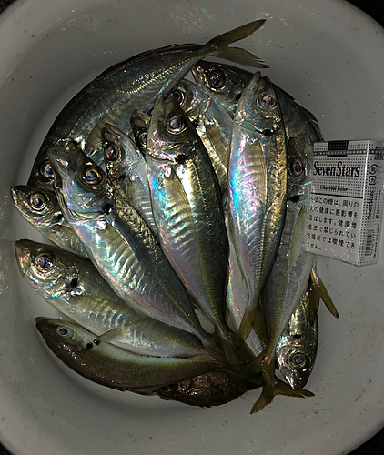 アジの釣果