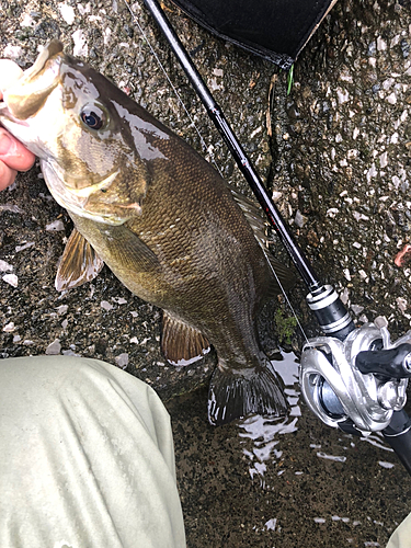 スモールマウスバスの釣果