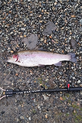 ニジマスの釣果