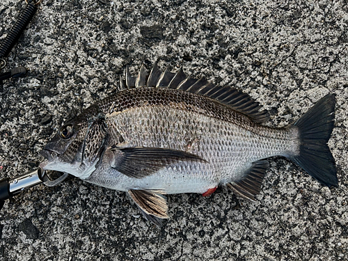 チヌの釣果