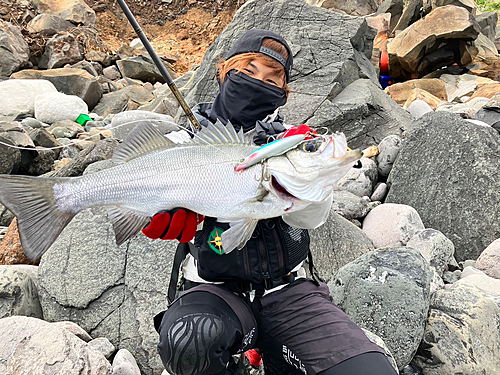 ヒラスズキの釣果