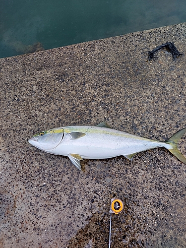 ブリの釣果