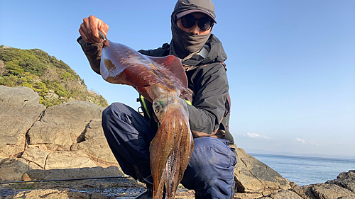 アオリイカの釣果