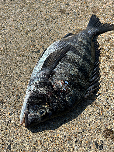 クロダイの釣果