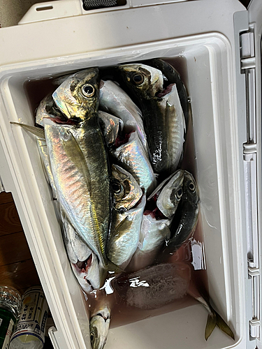 アジの釣果