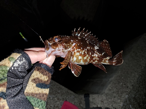 カサゴの釣果