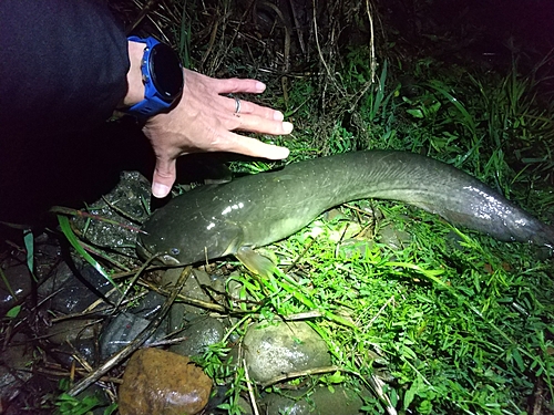 ナマズの釣果