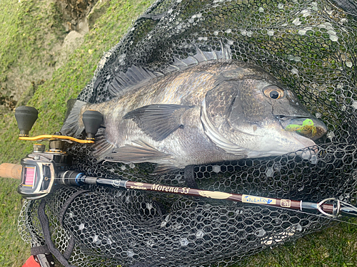 チヌの釣果