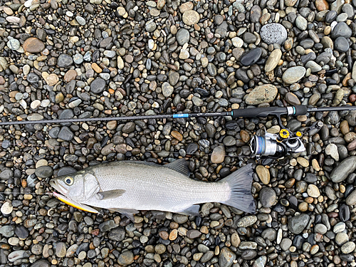 ヒラスズキの釣果