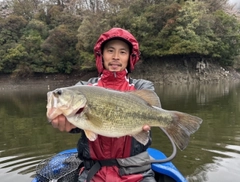 ブラックバスの釣果