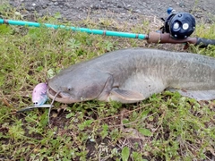 ナマズの釣果