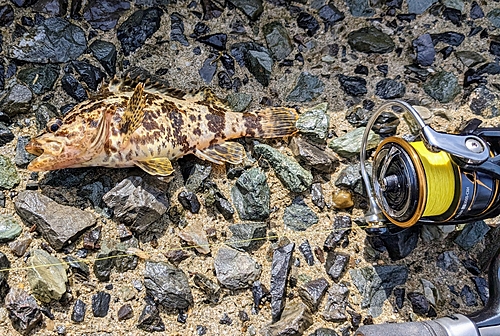 タケノコメバルの釣果