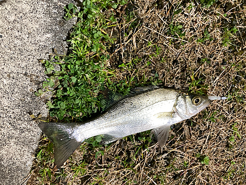 セイゴ（マルスズキ）の釣果