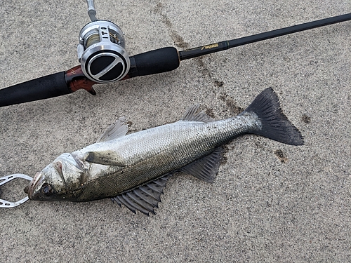 セイゴ（マルスズキ）の釣果