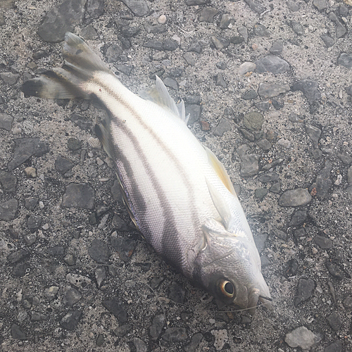 コトヒキの釣果