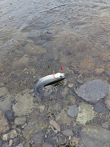 ニジマスの釣果