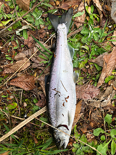 ヤマメの釣果