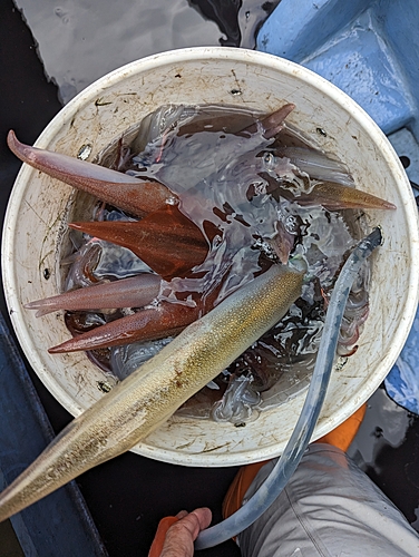 ヤリイカの釣果