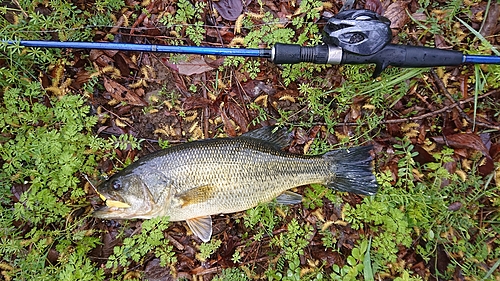 ラージマウスバスの釣果