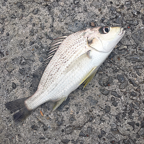 ホシミゾイサキの釣果