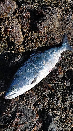 サクラマスの釣果