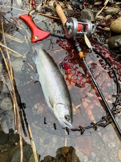 ヤマメの釣果