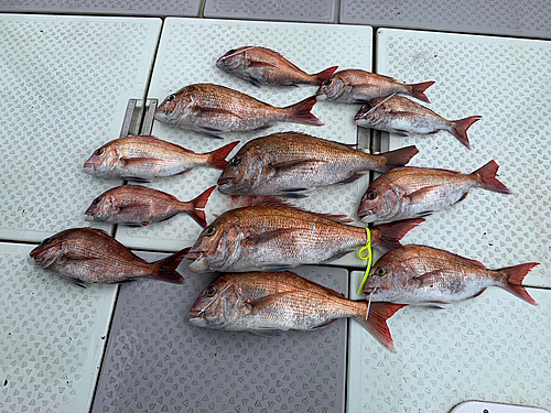 マダイの釣果