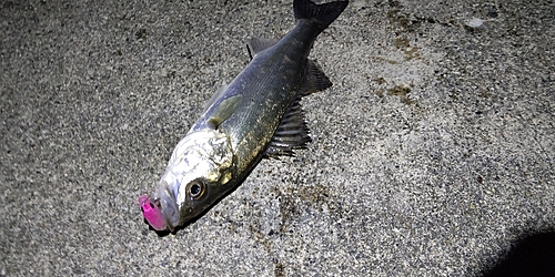 セイゴ（タイリクスズキ）の釣果