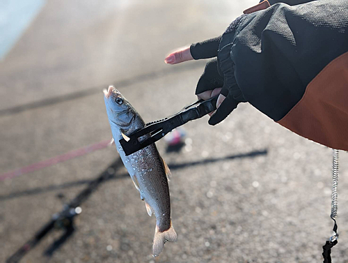 ウグイの釣果