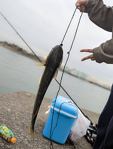 メナダの釣果