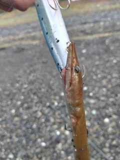 ダイナンウミヘビの釣果