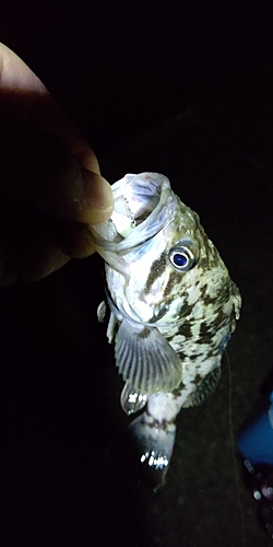 ムラソイの釣果