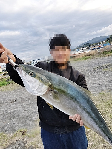 ブリの釣果