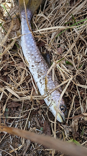 イワナの釣果