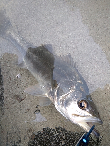 フッコ（マルスズキ）の釣果