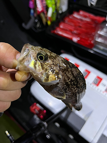 クロソイの釣果