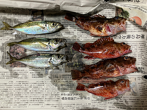 アジの釣果