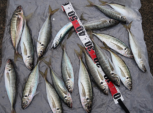 アジの釣果