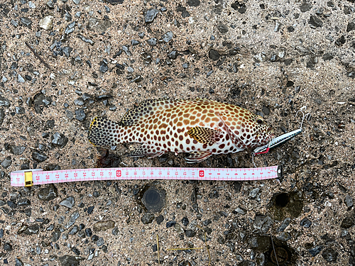 イシミーバイの釣果