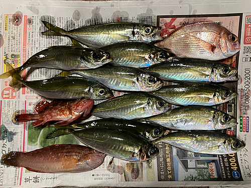 アジの釣果