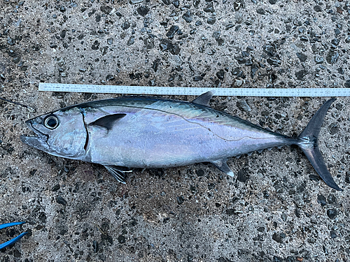 イソマグロの釣果