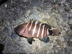 マハタの釣果